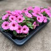 SURFINA 12 CM BRIGHT PINK MÅLSTA